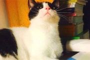 娱乐吃瓜酱猫妈妈视频大全,萌宠视频大全集锦