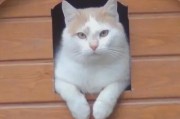 娱乐吃瓜酱小猫睡在哪里,揭秘萌宠的温馨睡眠角落