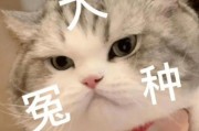 娱乐吃瓜君猫猫子,揭秘娱乐圈那些不为人知的幕后故事